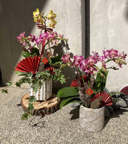 鯉花 Koiflora life 【鯉花】春節鯉花計畫! 蝴蝶蘭盆栽/過年/年節花禮/返鄉伴手禮