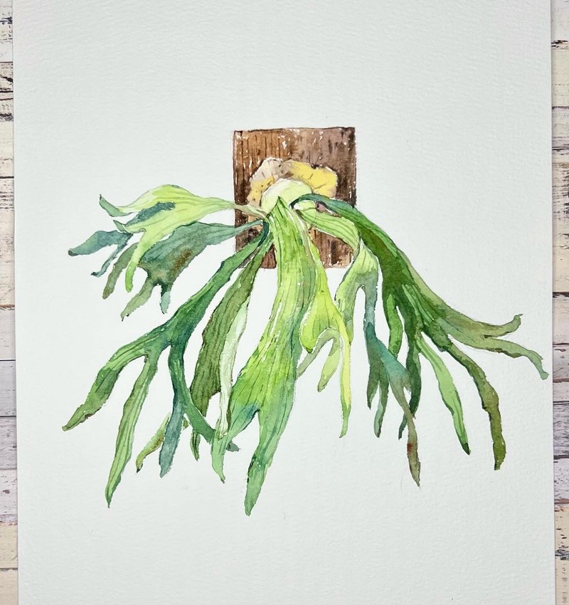 Watercolor staghorn fern - วาดภาพ/ศิลปะการเขียน - กระดาษ 