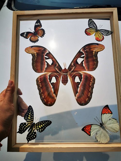 cococollection Set Real Atlas Moth (F) 4 Butterfly Attacus Insect Taxidermy Double Acrylic Glas