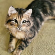 子猫 リアルで美しい小さなぬいぐるみ アートドール - ショップ