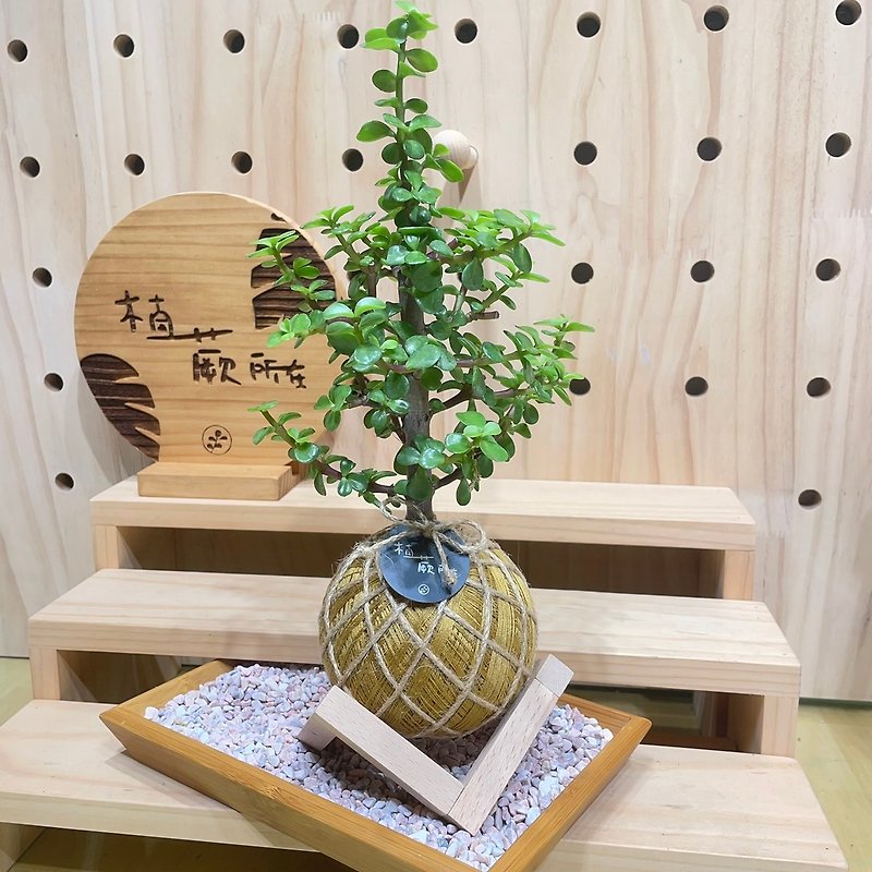 [Where the fern is planted] Ginkgo wood water moss ball indoor plant ornamental plant shop gift novice plant - ตกแต่งต้นไม้ - พืช/ดอกไม้ 
