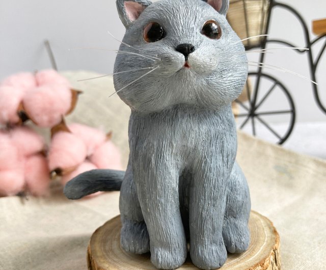 british shorthair coat