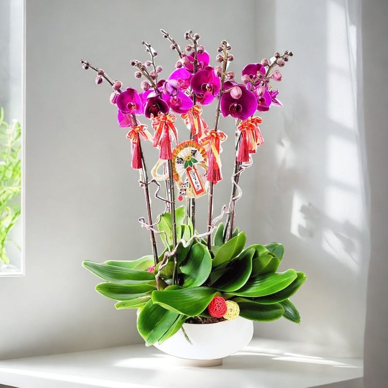 大辣椒蝴蝶蘭8棵 GF00242 - 盆栽/植栽 - 植物．花 