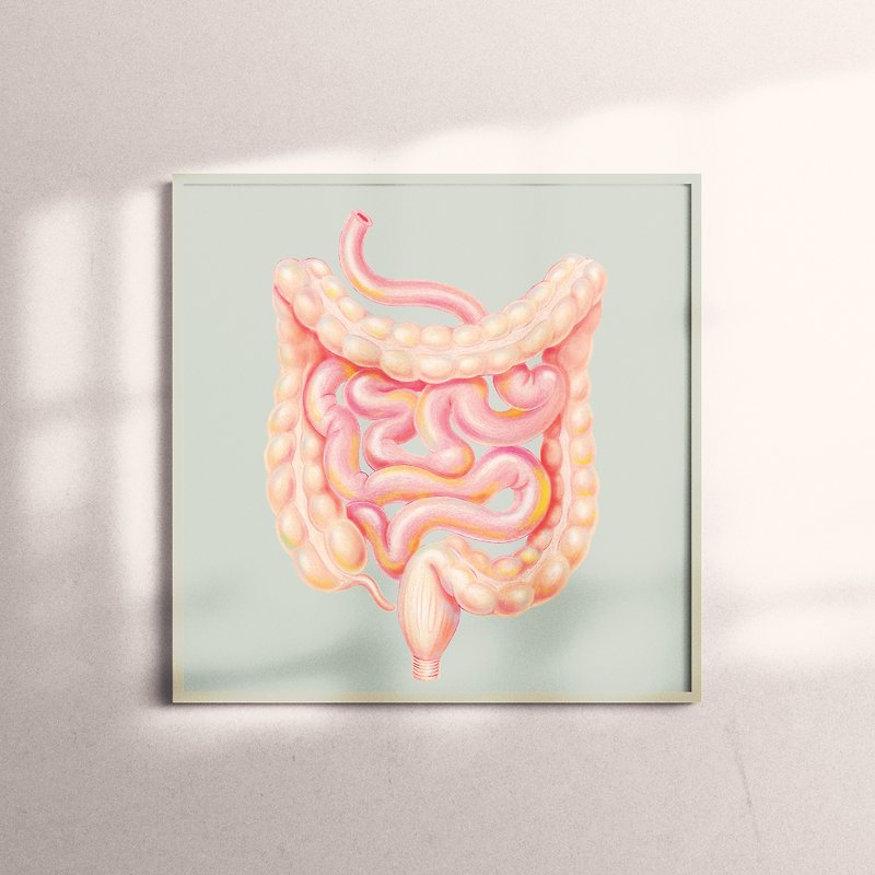 複製畫-Guts | 腸子,大腸,小腸 - 掛牆畫/海報 - 紙 