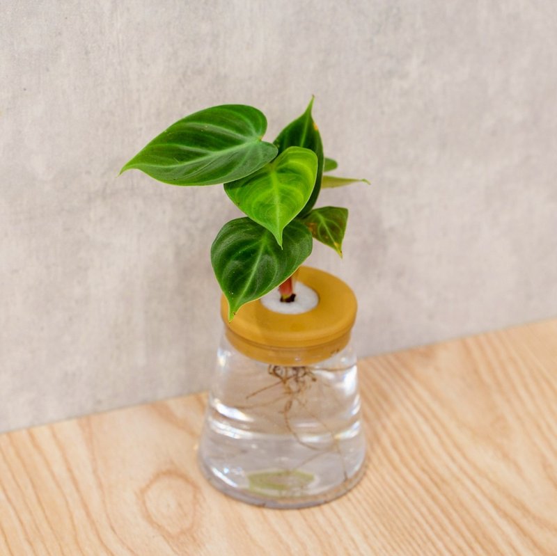 巧克力蔓綠絨 三角水耕盆栽 室內植物 觀葉植物 禮物 水培 - 植栽/盆栽 - 植物．花 透明
