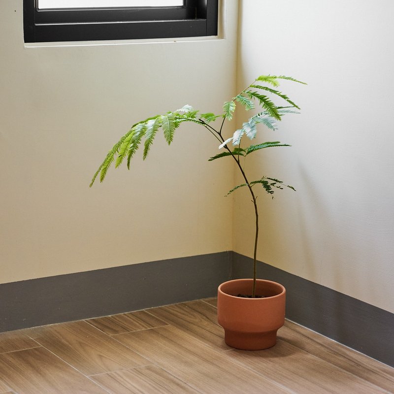 小豆樹 | 觀葉植物 - 盆栽/植栽 - 植物．花 綠色