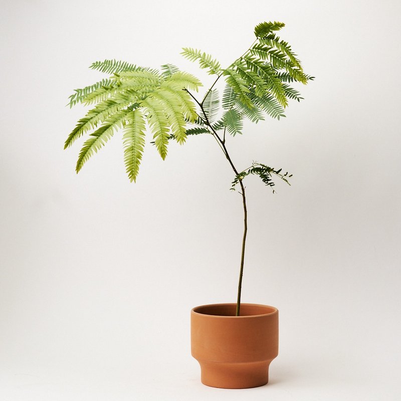 小豆樹 | 觀葉植物 室內植栽 - 盆栽/植栽 - 植物．花 綠色