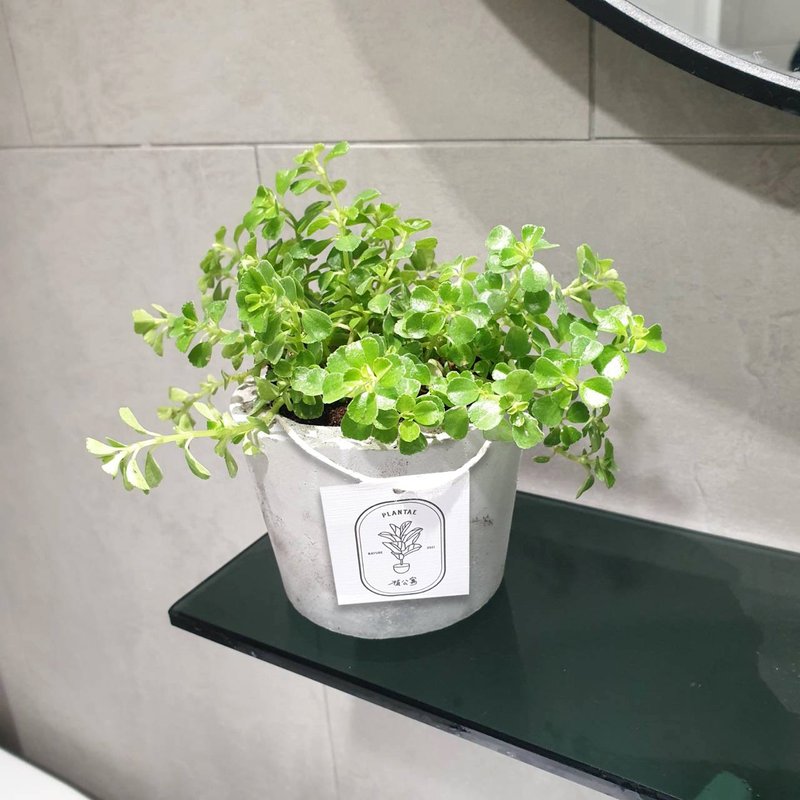 嬰兒的眼淚 室內盆栽 淨化空氣 - 植栽/盆栽 - 水泥 灰色