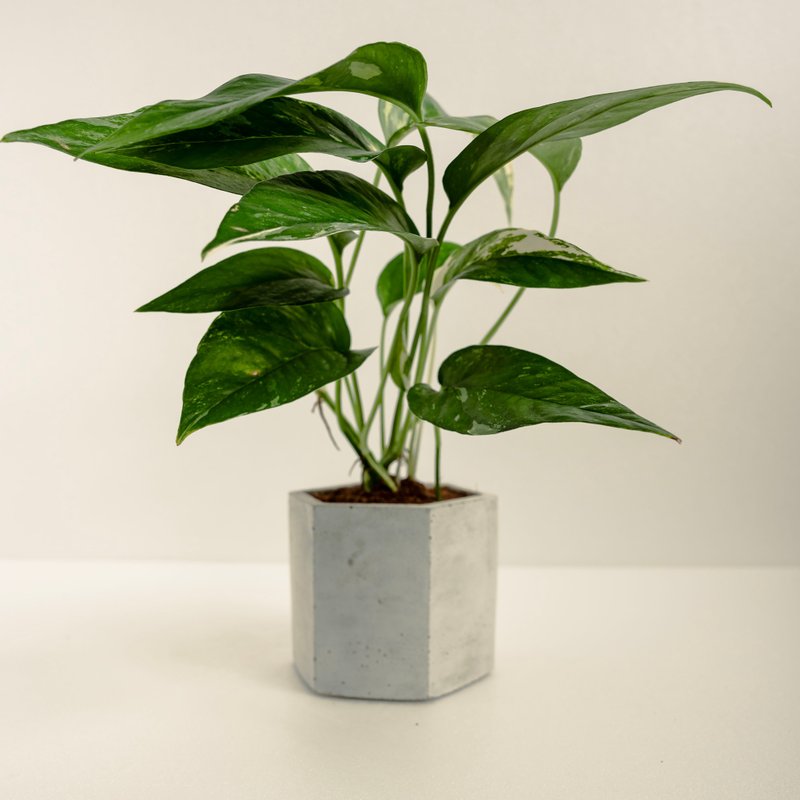 斑入りの葉と蔓│泥シリーズ│恵みが植えたもの - 観葉植物 - コンクリート 多色