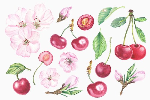 KliuyenkovaArt Watercolor Clipart Cherry Flower Blossom, fruit illustration for fabric, design