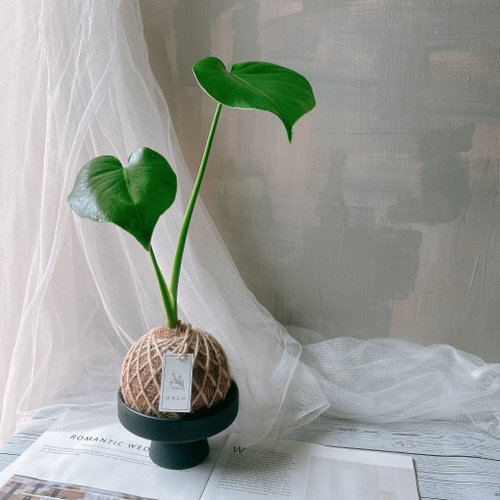 沐後花旭 小苔球 龜背芋 植栽 室內植物