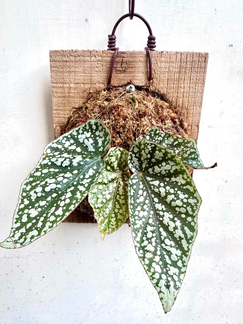 [Fuji Begonia] Opening Gift Plants on the Board Opening Foliage Plants Indoor Plants - Plants - Plants & Flowers 