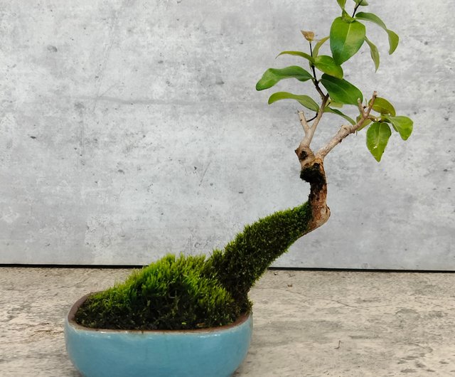 紅紫檀 盆栽 紅紫檀〜。 #盆栽 #小品盆栽 #盆栽初心者 #bonsai #bonsaï #분재