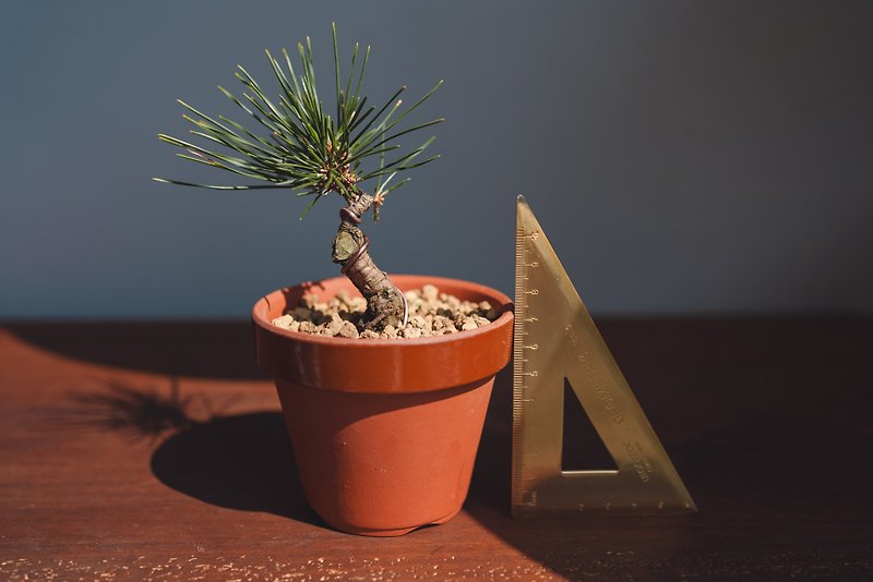 Mini black pine potted plant [the trunk has a shrinkage ratio] - Plants - Plants & Flowers Green