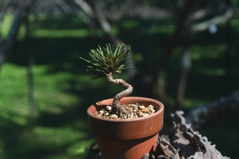 迷你黑松盆栽【日本製素燒盆】 - 植栽/盆栽 - 植物．花 綠色