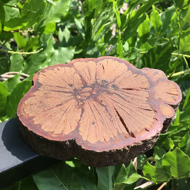 Chrysanthemum wood coasters [large] L - Coasters - Wood 