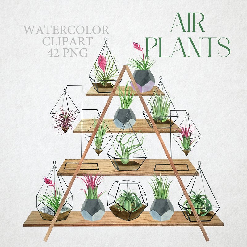 Watercolor Air Plants clipart. House plants in plant pots illustrations - วาดภาพ/ศิลปะการเขียน - วัสดุอื่นๆ สีเขียว