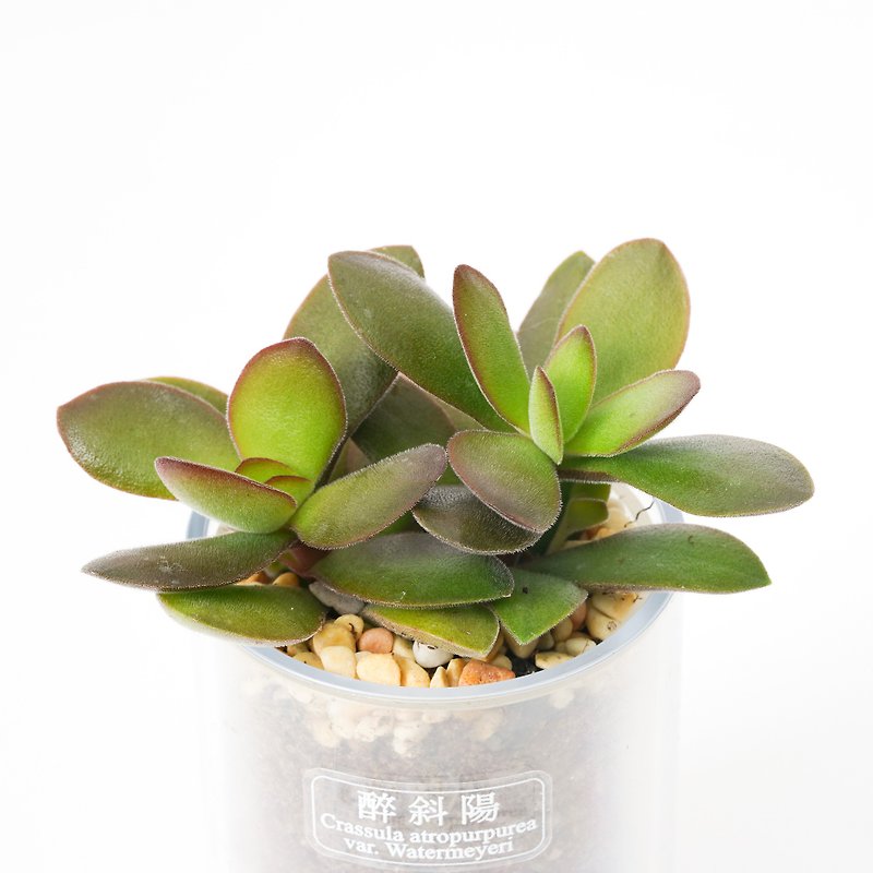 【Drunk Sunset】Succulent Plant Smart Pot | - Plants - Plants & Flowers 