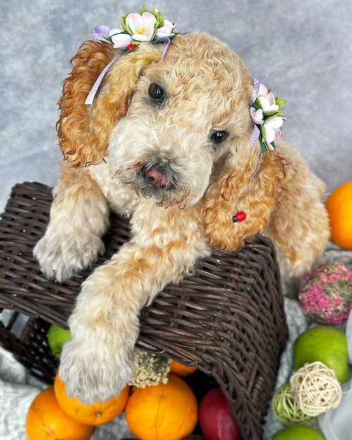 LiveToys by Julya Burdakova Curly Mohair Dog, Plush Replica, Pet Portrait, Plush dog, Puppy