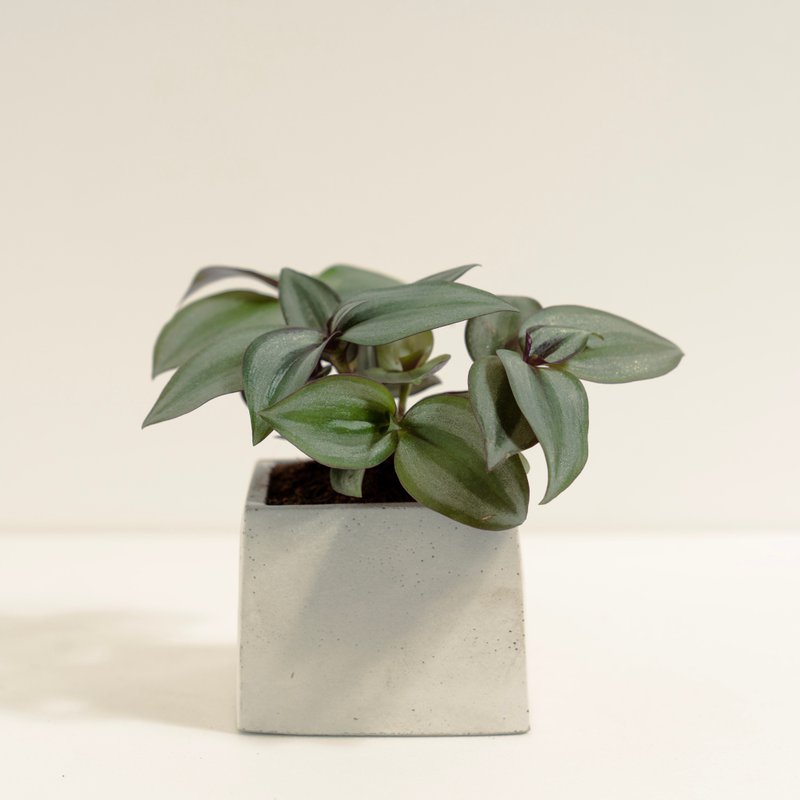 吊竹草│泥作系列│福所栽 - 盆栽/植栽 - 水泥 多色