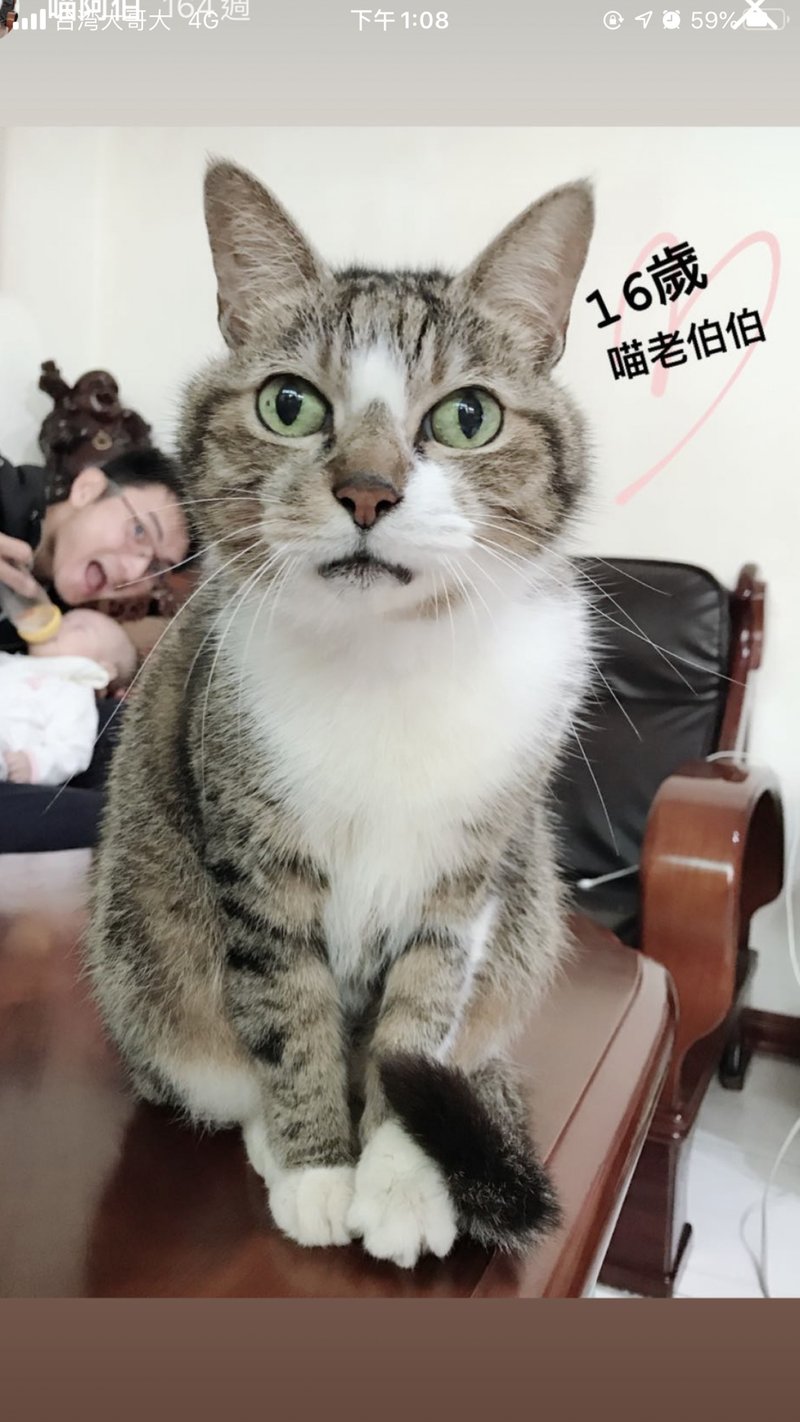 高子晴: 3 cat plates 6 inch - 似顏繪/客製畫 - 瓷 