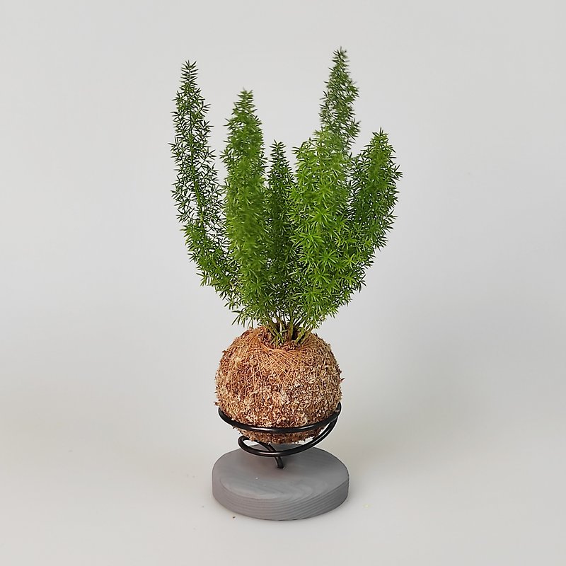 Bamboo moss ball + Cement base - Plants - Plants & Flowers Green