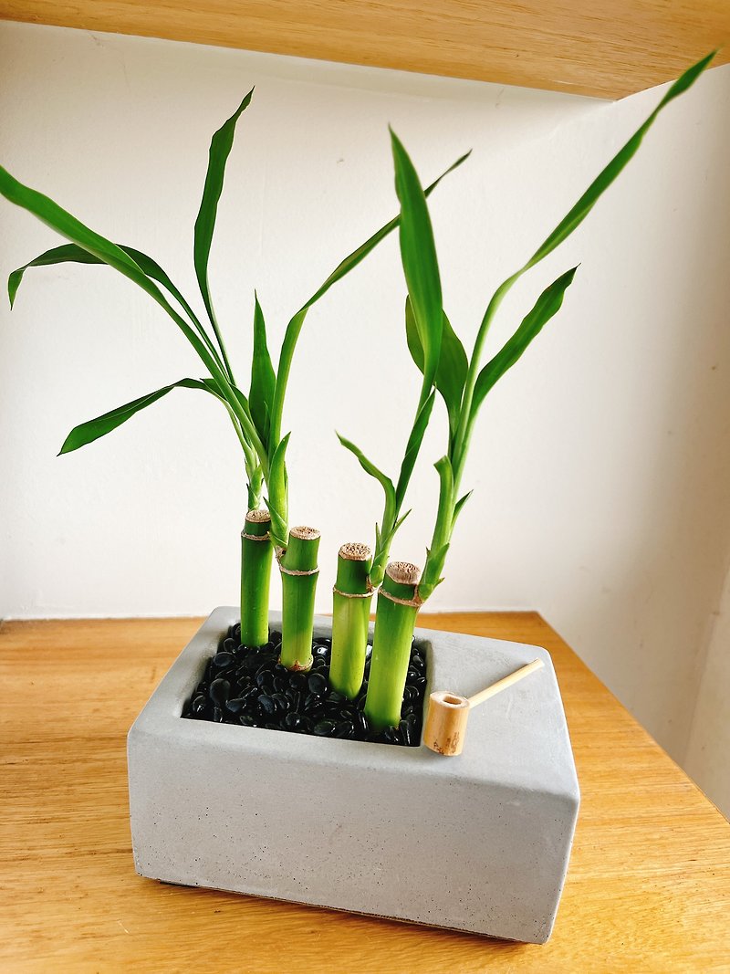Pure natural Japanese landscaping Cement shallow pot Zen bamboo potted gifts healing zen lucky bamboo