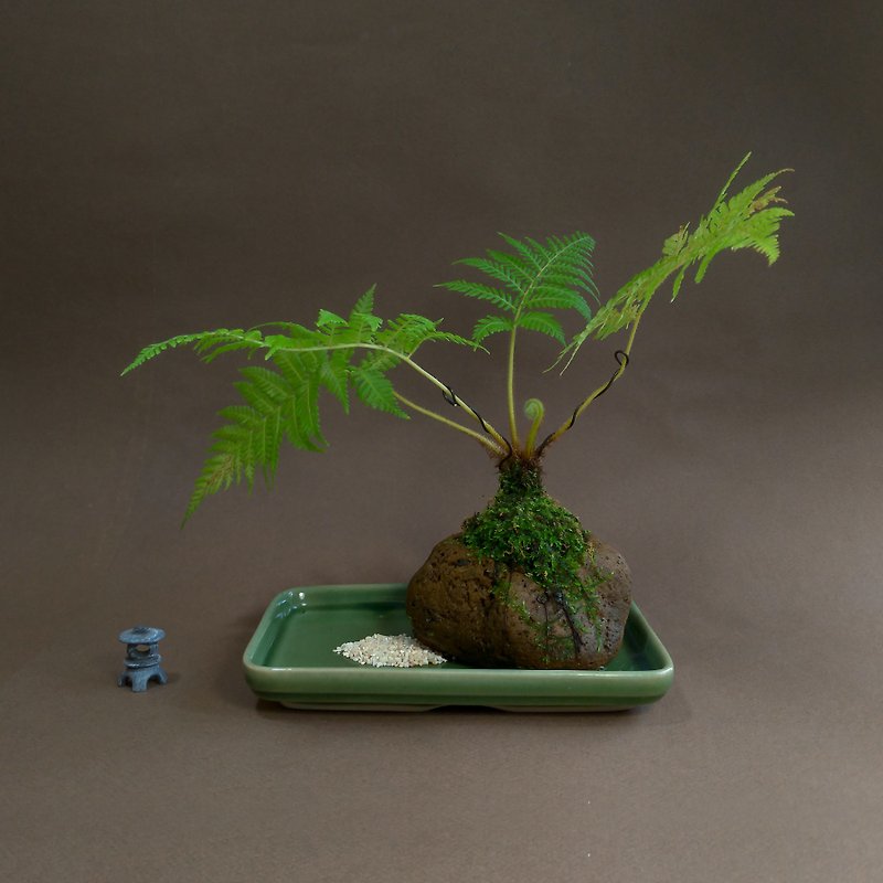 蕨覺森林 筆筒樹∣日本輕石 老件水盤組合 - 植栽/盆栽 - 陶 