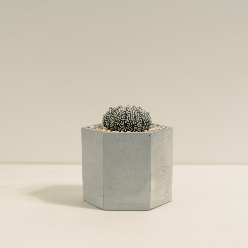 超兜│泥作系列│福所栽 - 盆栽/植栽 - 水泥 白色