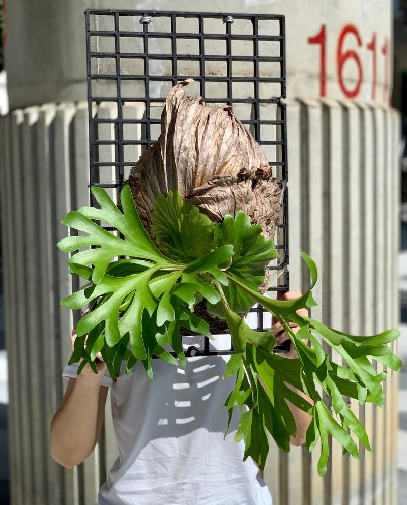 Very huge staghorn fern on board - ตกแต่งต้นไม้ - พืช/ดอกไม้ สีเขียว