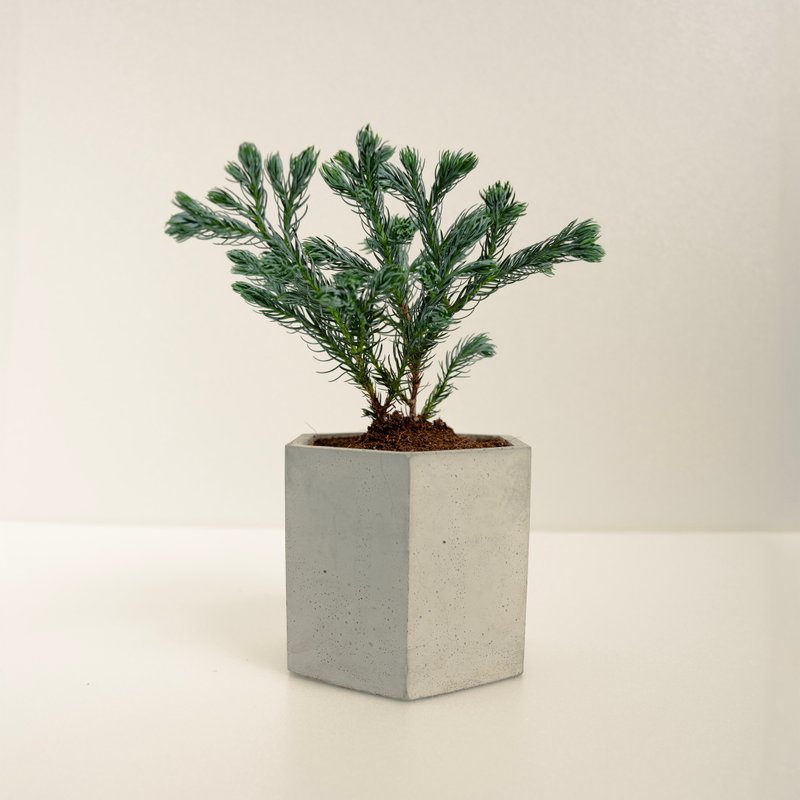 Blue Cypress│Clay Series│Planted by Fortune - Plants - Cement Blue