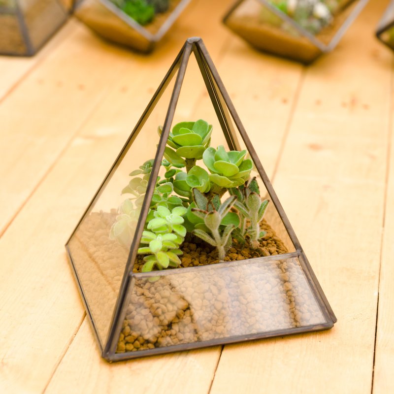 pyramid building succulents - Plants & Floral Arrangement - Glass Green