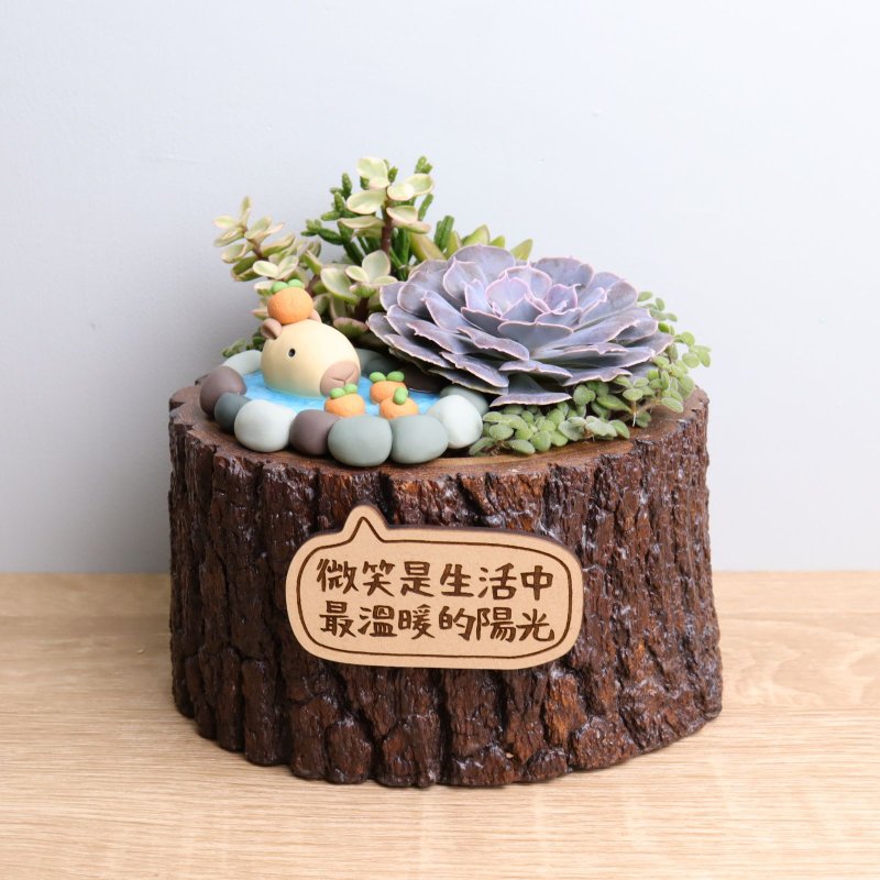 (Super limited edition) Capybara Jun Hot Spring Succulent Potted Plant Signboard Customized Birthday Opening Gift Promotion - ตกแต่งต้นไม้ - ไม้ สีกากี