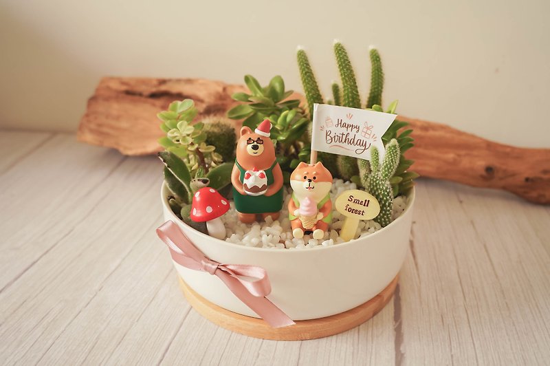 [Plants and Flowers] Cute cactus and succulent potted plants birthday gifts for opening and housewarming - ตกแต่งต้นไม้ - พืช/ดอกไม้ 