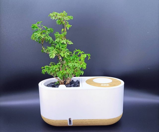 藍芽智慧音箱福祿桐(富貴樹) 懶人盆栽室內植物植覺｜盆栽/植栽