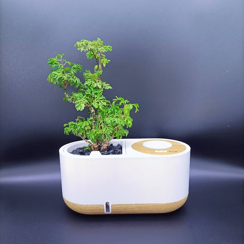 Bluetooth Smart Speaker Phlox (Tree of Fortune) Lazy Potted Indoor Plant - ตกแต่งต้นไม้ - พลาสติก ขาว