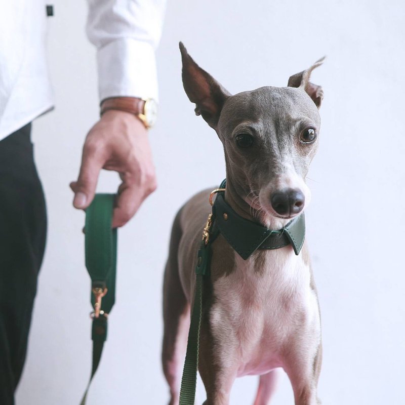 Pet collar and leash set, Spread THIN collar with Name, Soft leather, Dog, Cat - 項圈/牽繩 - 真皮 綠色