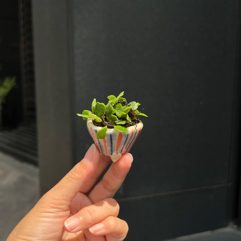 日本獅子葉伏石蕨∣竹仙豆鉢 珍稀山野草 微光植物 - 盆栽/植栽 - 陶 