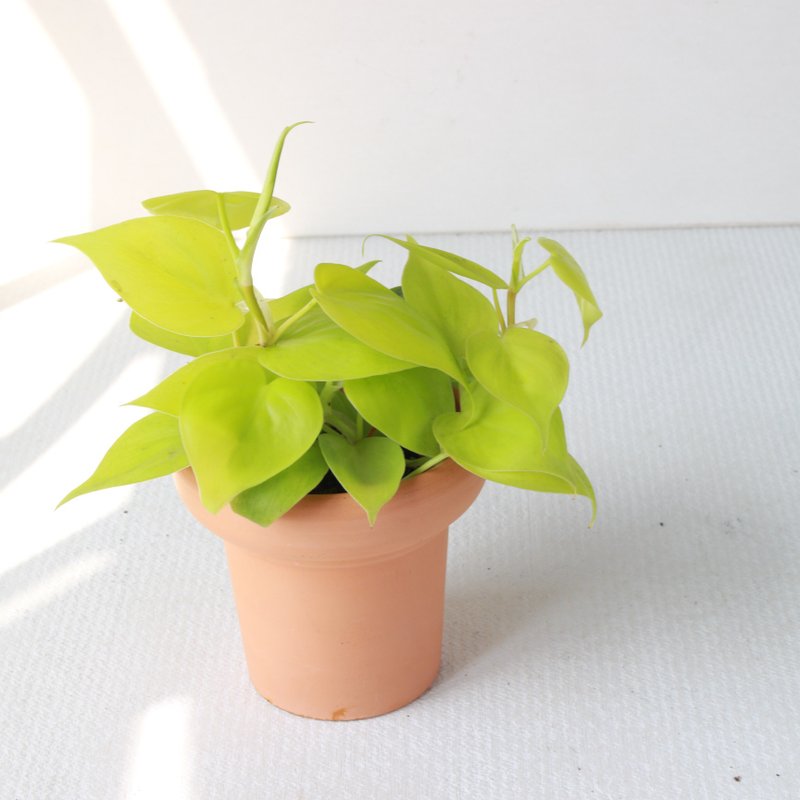 植栽 盆栽 l 心葉蔓綠絨 (黃) 冰淇淋杯陶盆 藤蔓植物  室內植物 - 盆栽/植栽 - 陶 