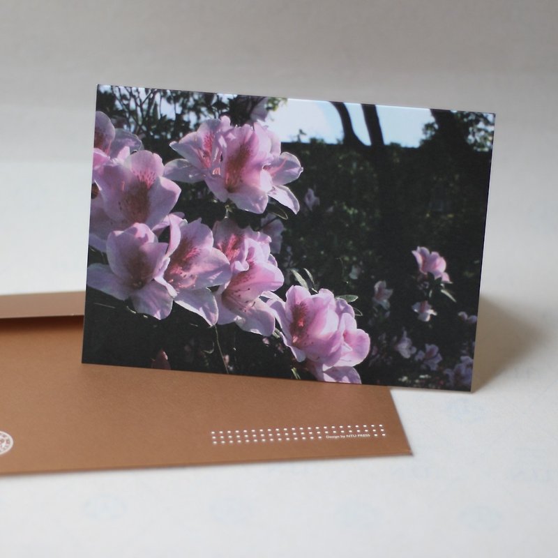 Taida Campus Classic Universal Card Envelope Group - Azalea - การ์ด/โปสการ์ด - กระดาษ สีทอง