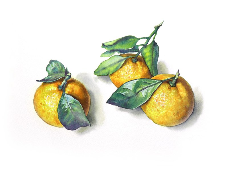 Tangerines original watercolor painting by artist Irina Zhunaeva - 壁貼/牆壁裝飾 - 紙 橘色