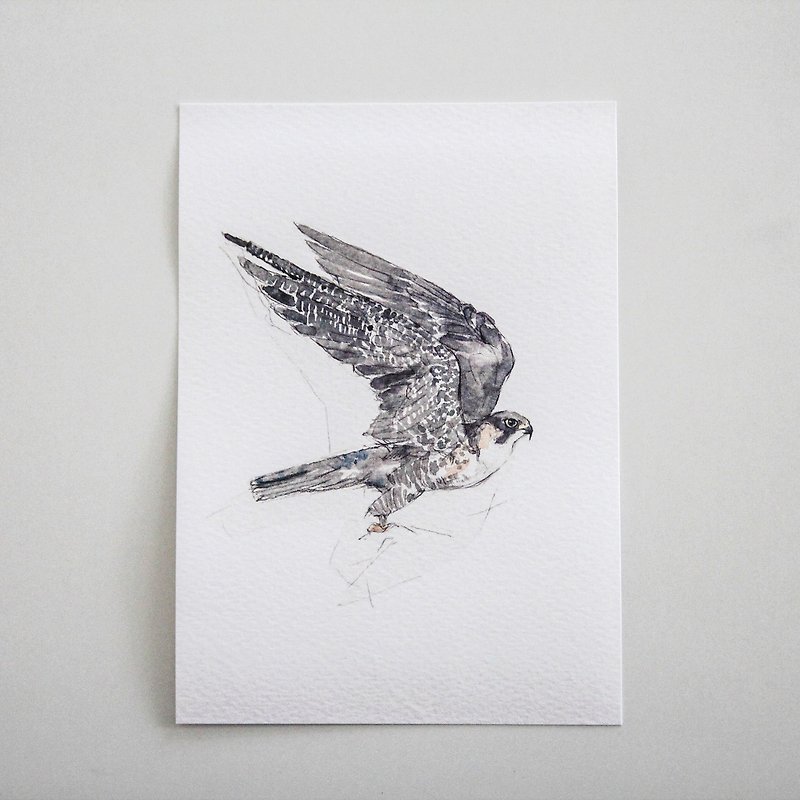 <未知の猛禽>鳥ポストカード - カード・はがき - 紙 