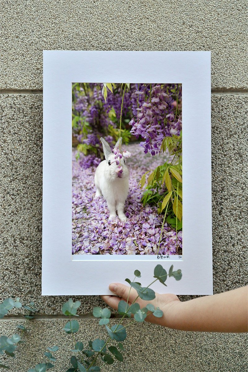 限量兔子攝影藝術原作 - 童心 - 裝飾/擺設  - 紙 紫色