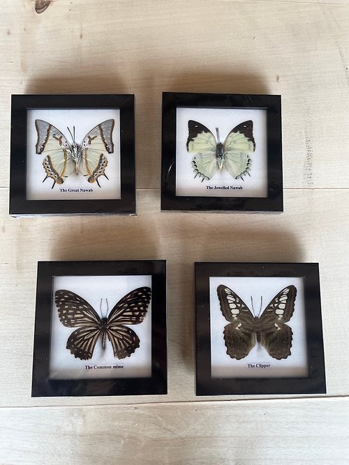 cococollection 4xFrame Real Beautiful Butterfly Insect Taxidermy Display Wall Mount HomeDecor