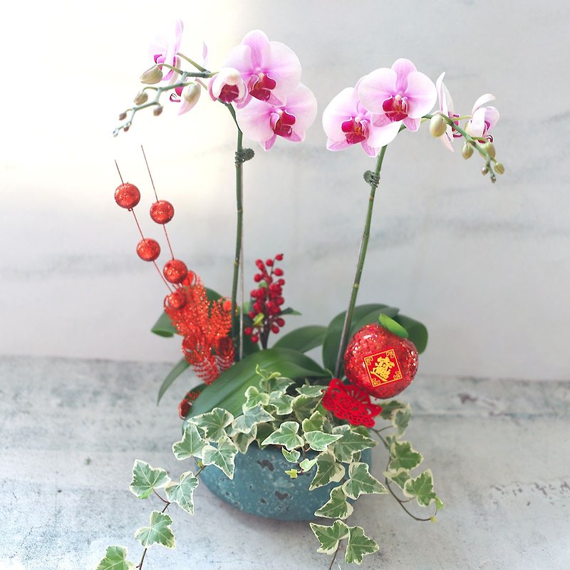 璎 珞 Manor*PD33*Orchid / Blue Flower Pot / New Year Flower Gift / New Year Gift / Opening Gift - Plants - Plants & Flowers 