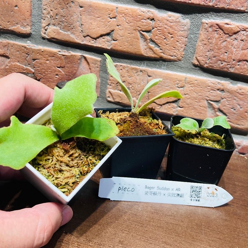 [Pleco Staghorn Fern] BogorSudden x AR 2-inch pot (choose the best, don’t pick the pot) - Plants - Plants & Flowers Green
