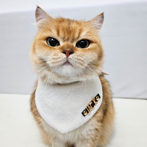 Pet Art Space 客製化寵物圍兜/領巾/口水巾/圍巾 定製名字私人訂製白色毛呢羊毛