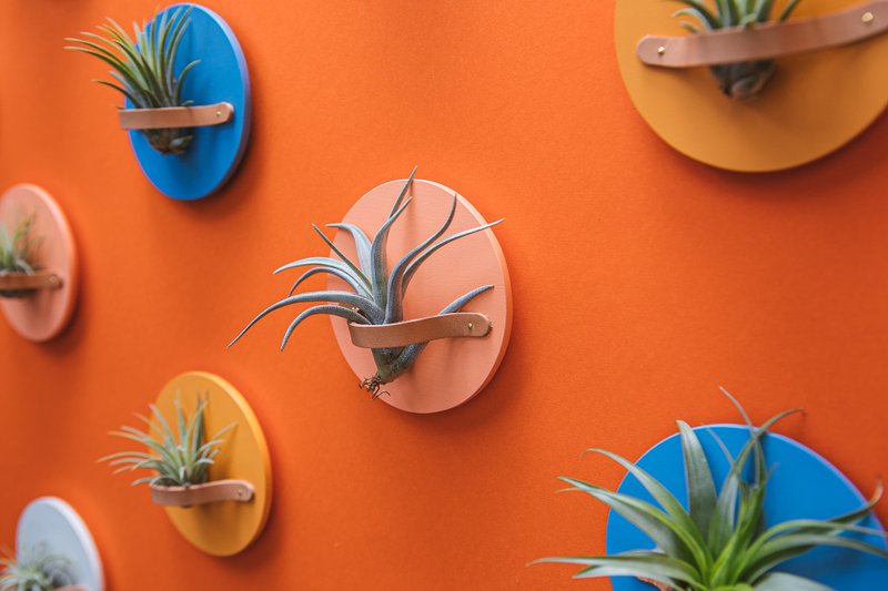 AIR PLANT HOLDER PLATE- 磁吸植物盆器盤 - 4入1組 - 花瓶/花器 - 木頭 多色