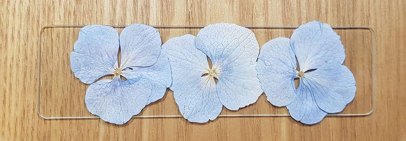 指定客製∣植物圖鑑∣藍繡球花∣玻璃鑲崁∣4X15公分 - 書籤 - 植物．花 白色
