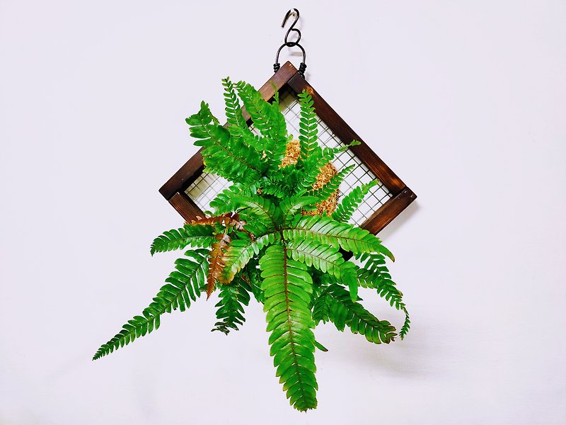 Red fern moss ball│board planting│home decoration│indoor plant - Plants - Plants & Flowers Green